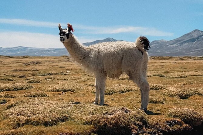 Mini Uyuni Experience Salinas Lake - Traveler Requirements and Accessibility