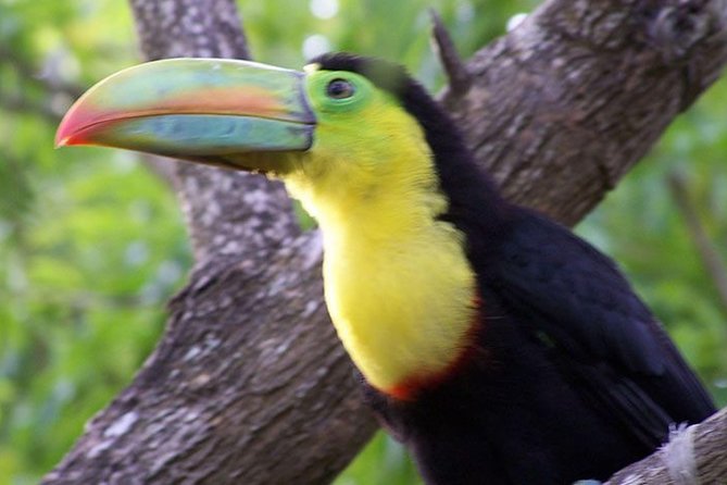 Mistico Arenal Hanging Bridges - Cancellation Policy and Expectations