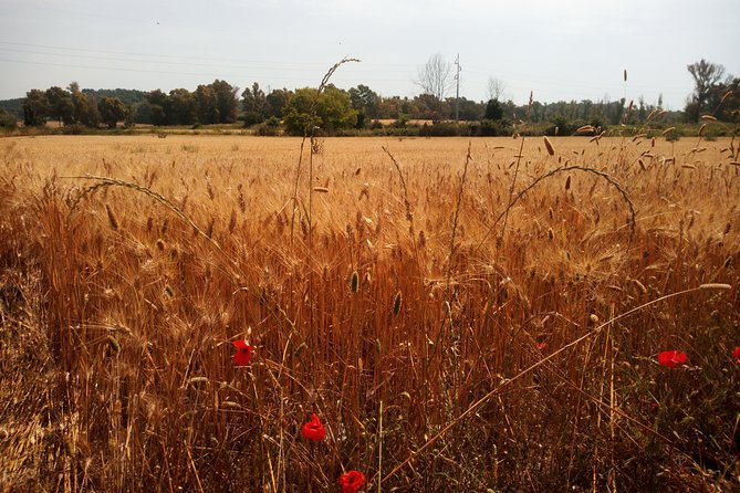 Montepulciano and Pienza Tuscany Wine&Cheese Fullday From Florence - Pricing Details
