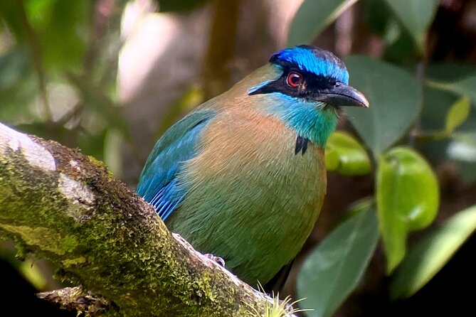 Monteverde Birdwatching Experience - Tips for Birdwatching Success