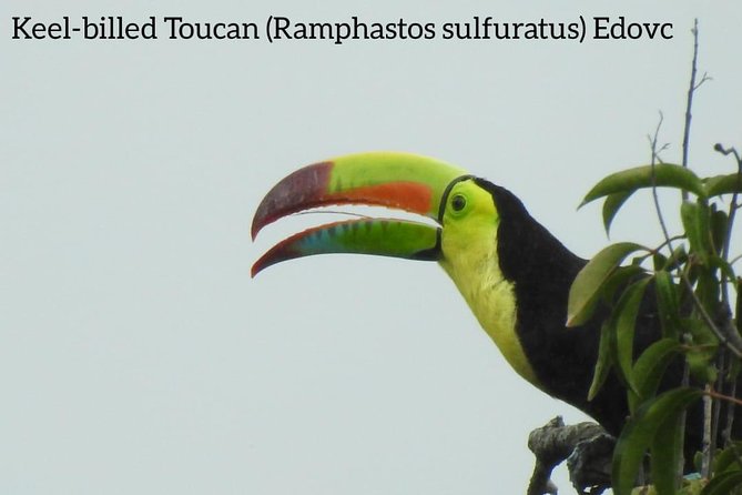 Monteverde Birdwatching Guided Tour - Operator Details