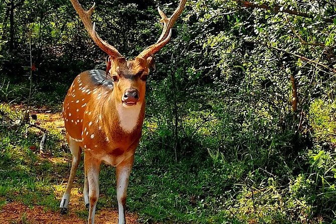 Morning 07 Hours Private Safari at Yala National Park by La Safari Inn Tours - Restrictions and Group Size