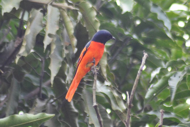 Morning Hiking Doi Inthanon Plus Pachor the Grand Canyon - Operator Details