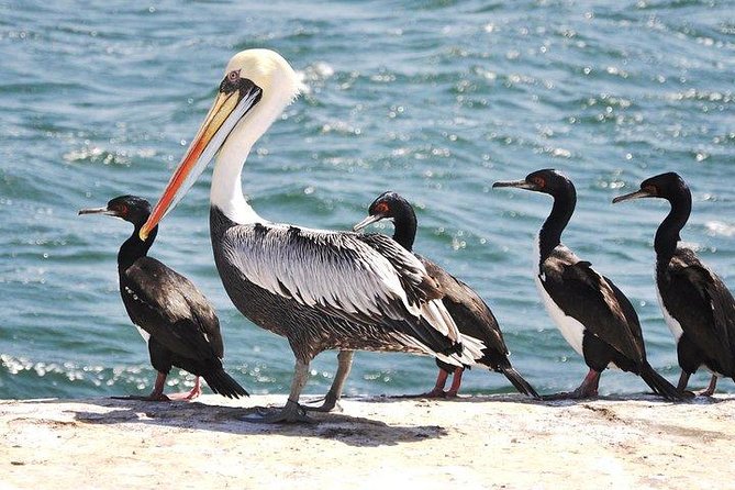 Morón Lagoon and Tambo Colorado - Important Information for Travelers