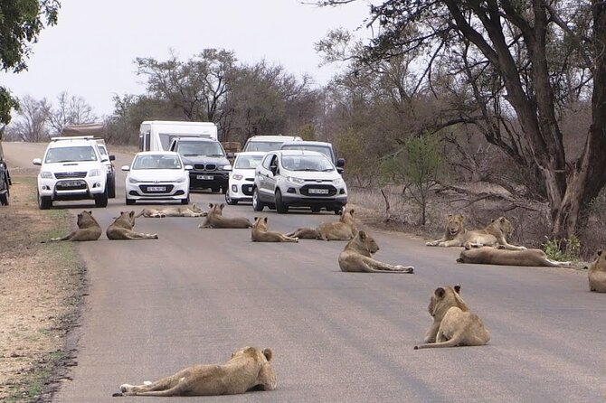 Nairobi Airport Layover to Nairobi National Park - Park Entrance Fees
