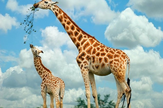 Nairobi Guided Day Tour to Giraffe Center & Elephant Orphanage - Schedule