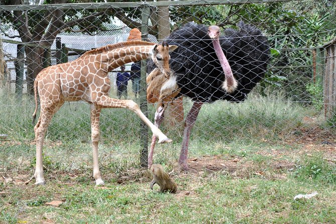 Nairobi Kenya Safari Zoo Family Tour - Cancellation Policy