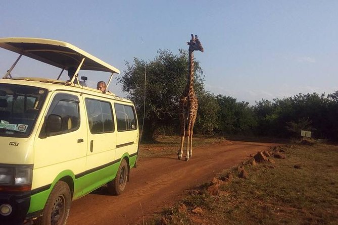 Nairobi Morning Safari/elephant Orphanage/giraffe Centre - Additional Information for Travelers