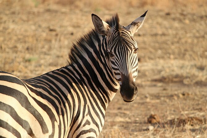 Nairobi National Park and Giraffe Center Half Day Tour - Booking Information