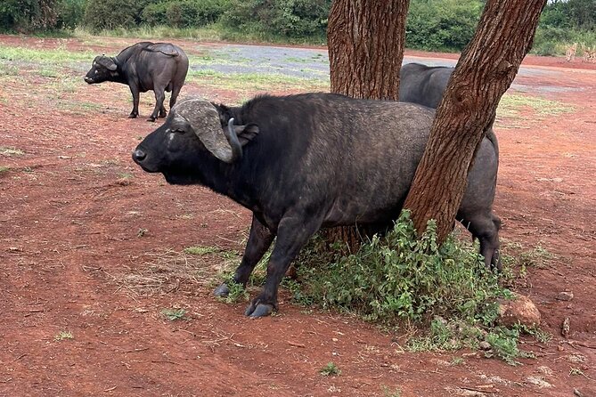 Nairobi National Park and Giraffe Center Private Guided Tour - Pricing Information