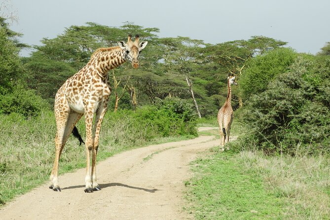 Nairobi National Park Drives - Additional Directions