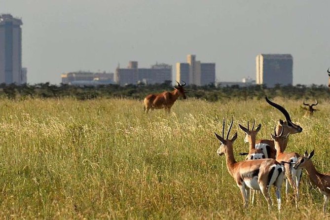 Nairobi National Park, Elephant Orphanage & Bomas of Kenya Guided Day Tour - Booking Process