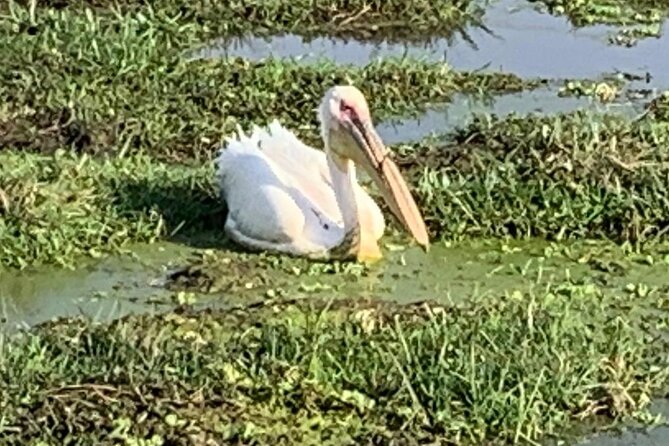Nakuru National Park Day Tour With Optional Boat Ride Lake Naivasha - Pickup Details