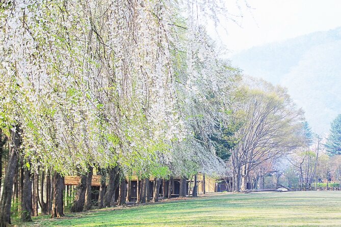 Nami Island/Alpaca/Rail Bike/Petite France/Morning Calm Tour - Cancellation Policy