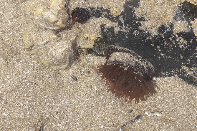 Nature Activity in the Bay of St Brieuc - Frequently Asked Questions