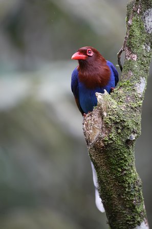 Nature & Wildlife - 10 Days Tour - Day 5: Wildlife Safari Experience