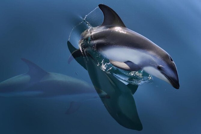 Nautical Tour and Dolphin Search in Puerto Madryn - Ticket Redemption Information