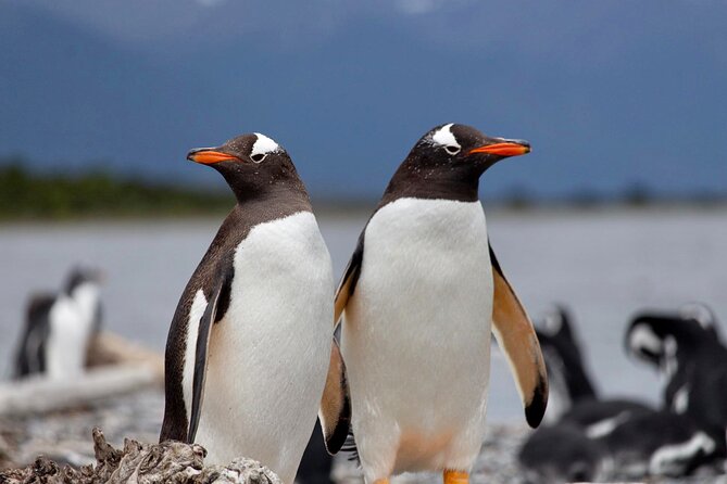 Navigation Through the Beagle Channel to the Penguin Colony - Port Tax and End Point