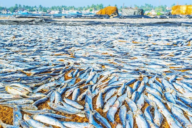 Negombo One Day Trip From Colombo - Dutch Fort Visit