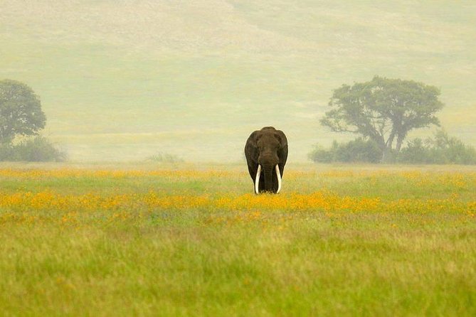 NGORONGORO - 3 Days - The Sum Up