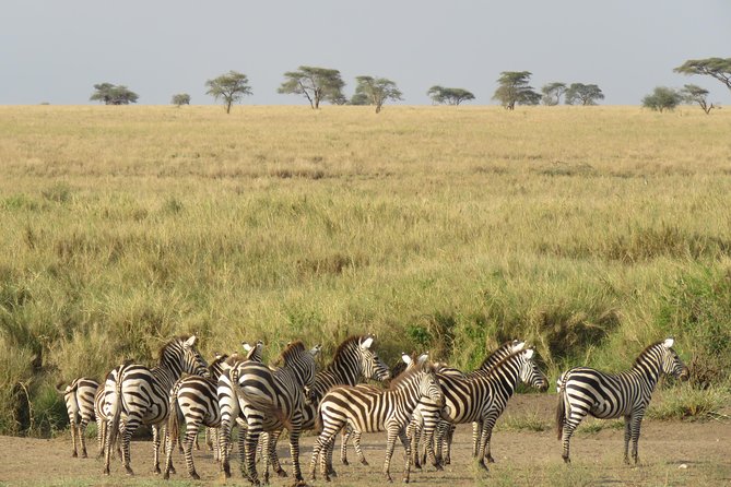 Ngorongoro Crater Day Tour From Moshi - Cancellation Policy