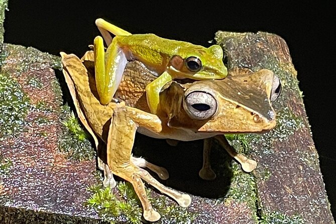 Night Frogs Tour at Kubah National Park - Guarantee and Booking Flexibility