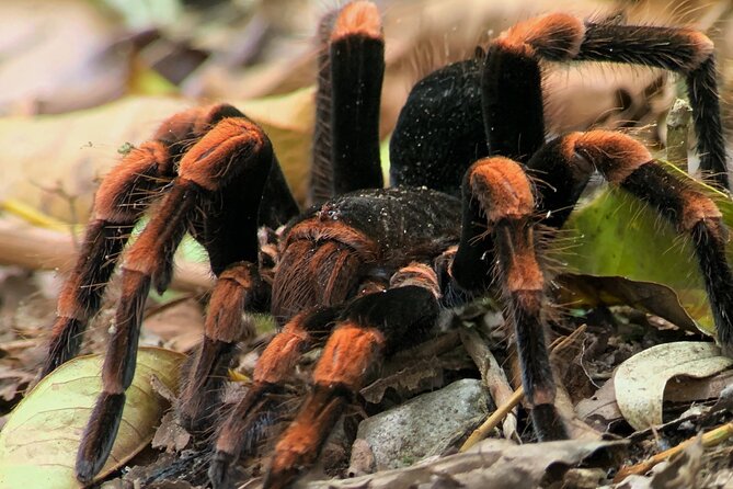 Night Walk Among the Natural Jewels of Monteverde - Meeting and End Points