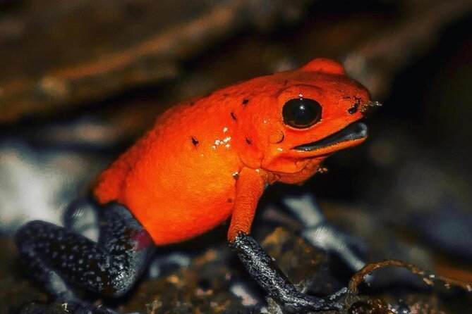 Night Walk Tour Guided - Biological Reserve - Booking Information and Pricing