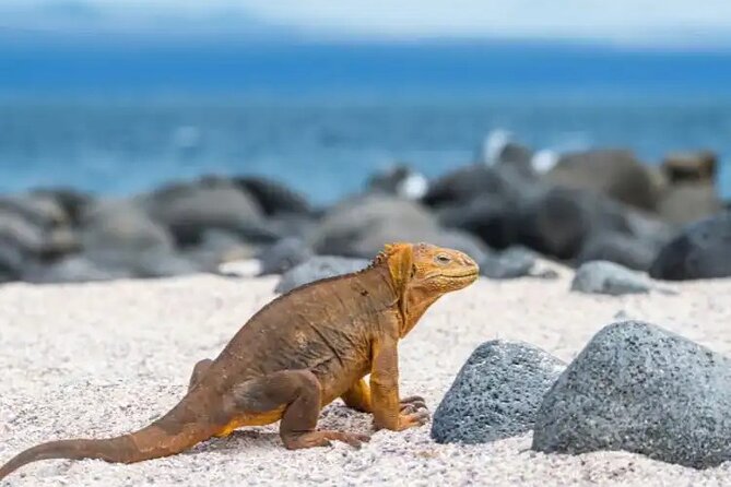 North Seymour Island Day Tour With Snorkeling - What to Bring