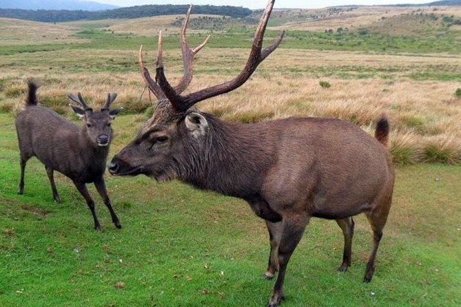 Nuwara Eliya Day Tour From Kandy - Sightseeing Attractions