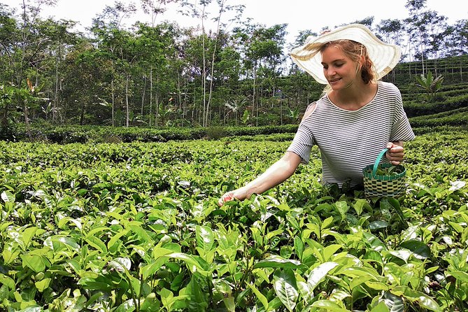 Nuwara Eliya From Colombo (2 Days) - The Sum Up