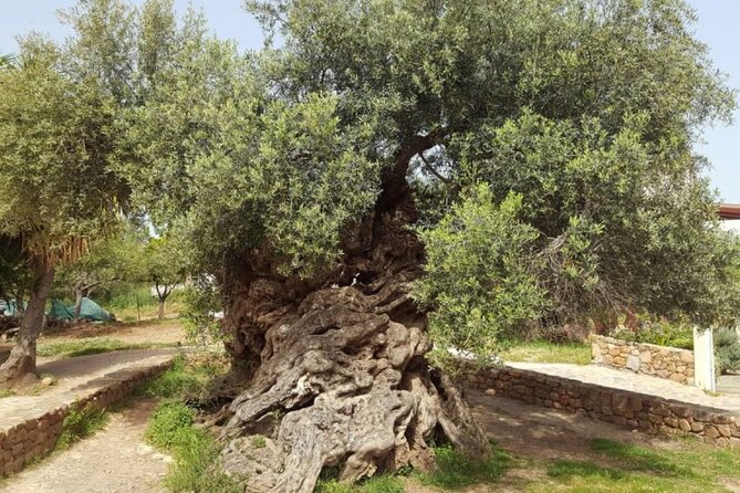 Olive and Wine 3-hour Trip PRIVATE - Booking: Free Cancellation, Reserve Now Pay Later