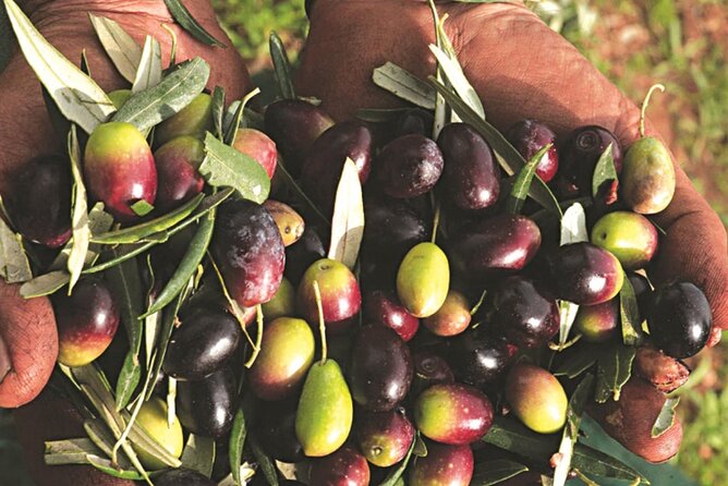 Olive Mill Visit & Olive Oil Tasting 3-Hour Trip PRIVATE - Cancellation Policy