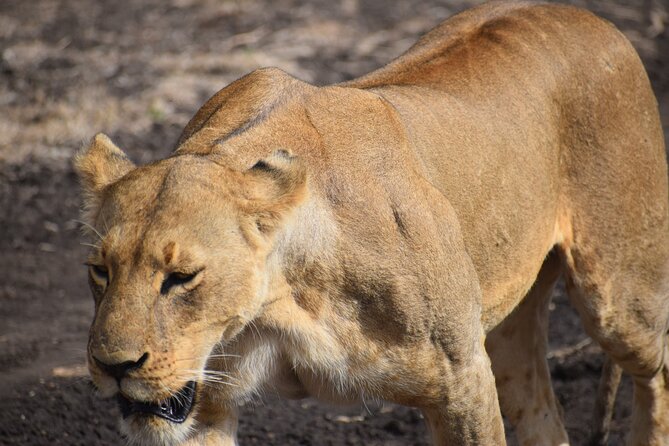Olpejeta Lake Nakuru & Masai Mara 5 Days and 4 Nights. - Pricing and Booking Information
