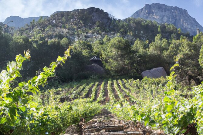 Olympias Ancient Secrets & Wine Enchantment Tour - All Included - Traveler Guidelines