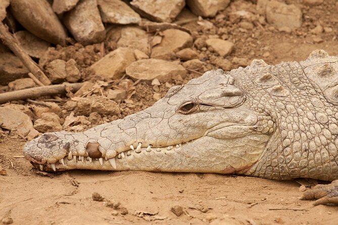 One Day Tour To Térraba-Sierpe Mangrove By Boat From Sierpe - Participant Guidelines