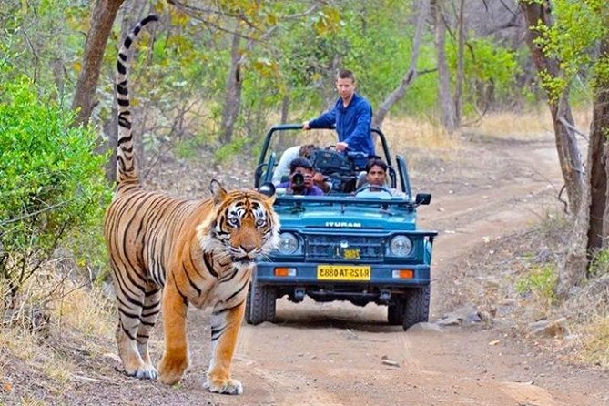 One Way Jaipur To Ranthambore Transfer - Additional Information and Accessibility