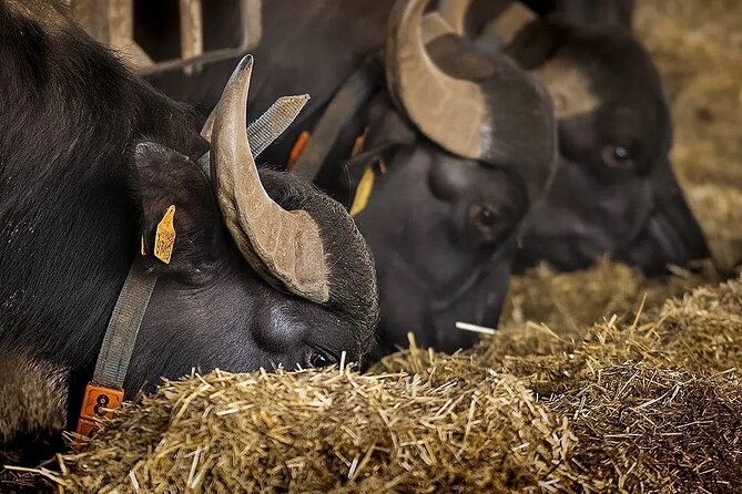 Paestum Temple Tour With Buffalo Mozzarella Class - Essential Information