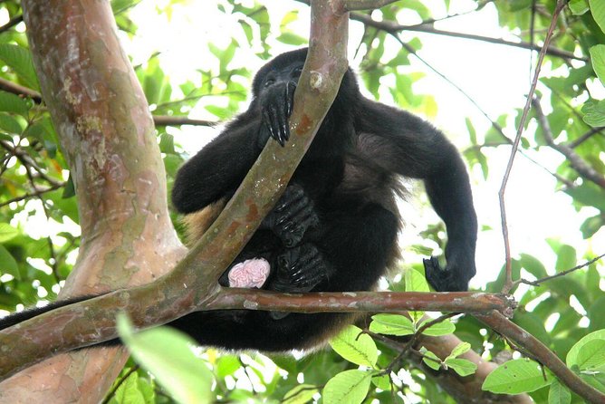 Palo Verde Boat Tour and Wildlife Watching From Dreams Las Mareas - The Sum Up