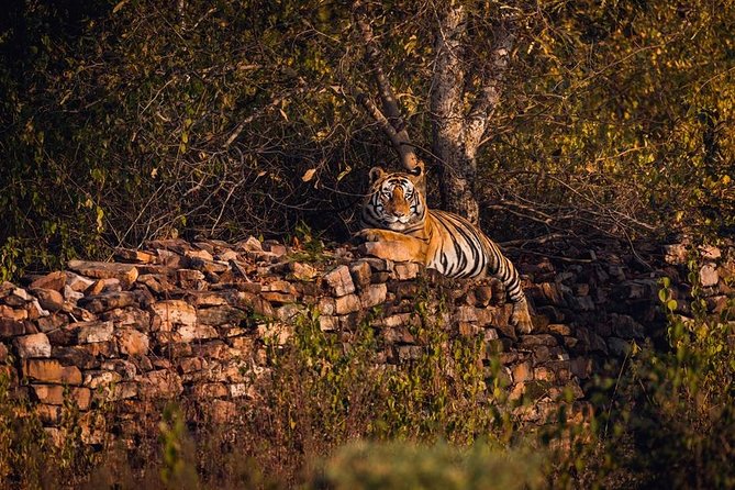3 Best Safari Tours In Madhya Pradesh