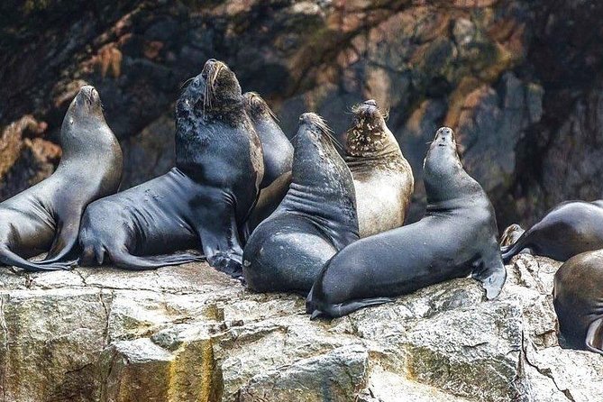 Paracas Full Day (Ballestas Islands) - Booking Information