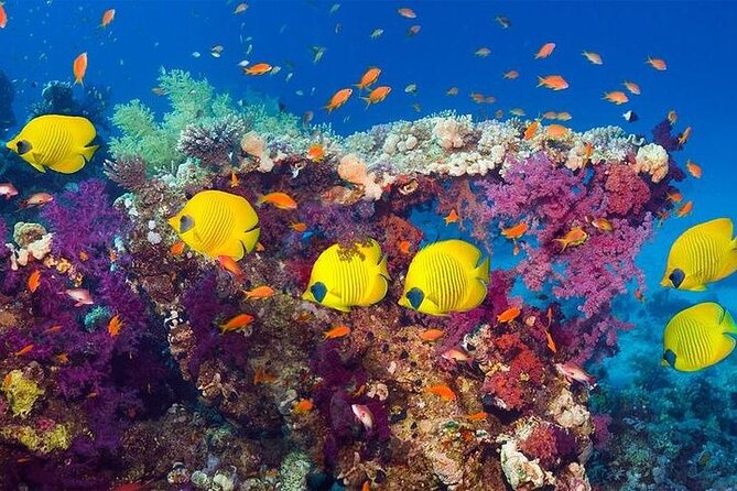 Paradise Island and Orange Bay Island Luxury Boat Trip-Hurghada - Tour Schedule
