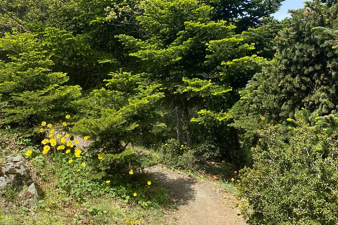 Parnitha Mountain Private Hiking Tour - Pricing and Booking Information