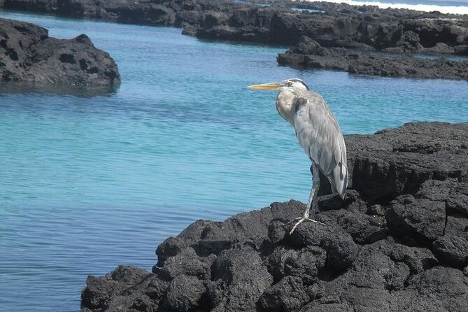 Pinzón Island Day Tour - La Fe/Las Palmas Beach Including Snorkel - Pickup and Start Time