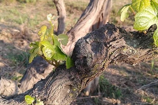 Pisco and Wine Tasting in Ica (Private Tour Includes Breakfast) - Transportation Details