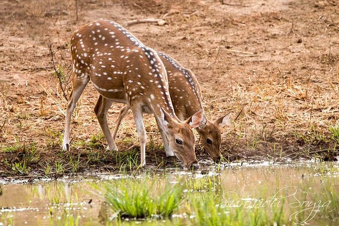 Private 02 Day Leopard Safari in Yala From Colombo - Dinner and Breakfast