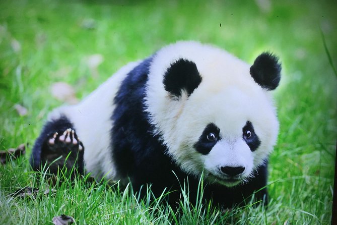 Private 2-Day Chengdu and Xian Tour With Hotel Stay - Additional Information