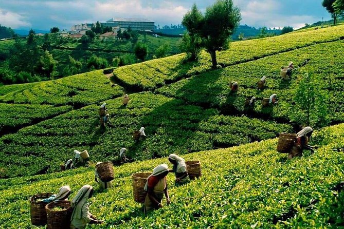 Private 2 Days Trip to Misty Mountains Tour - Directions