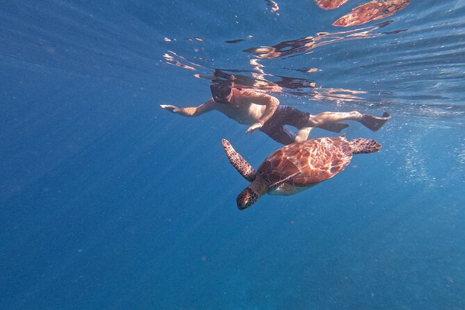 Private 2 Hours Snorkeling Experience With Baby Turtles Visit - Pricing Information