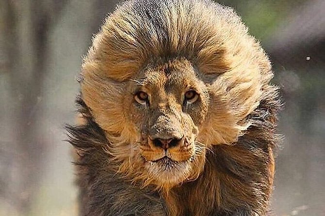 Private 3 Day Luxury Wildlife Migration Safari - Cancellation and Refund Policy